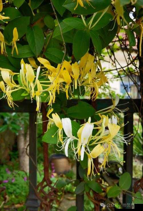 多肉小镇金银花：芬芳绽放的魅力之旅