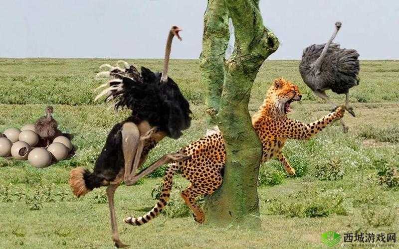 ZOOM 动物高清：精彩动物世界大揭秘