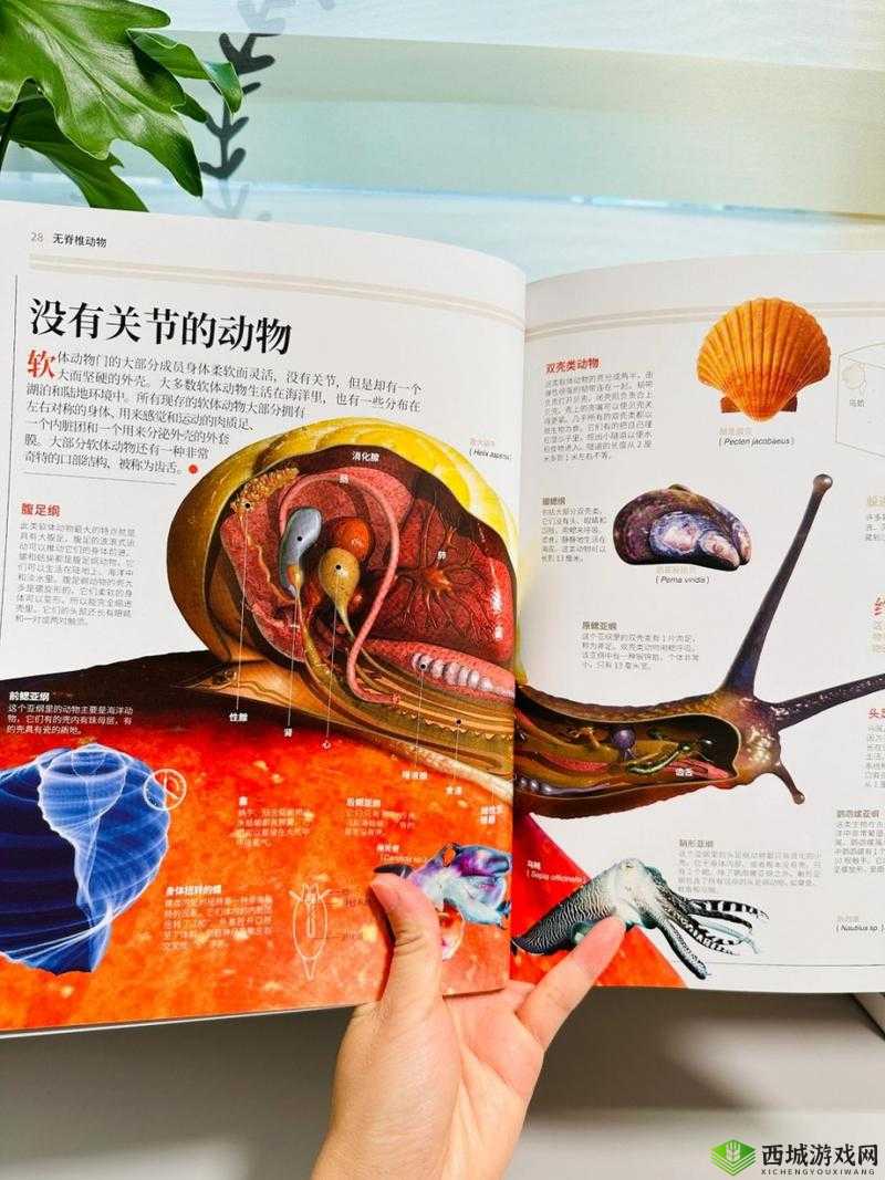 欧美人与物物交的奇妙探索