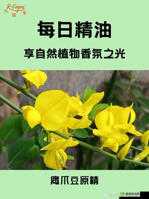 麻花豆精产三产区区别:特点与差异