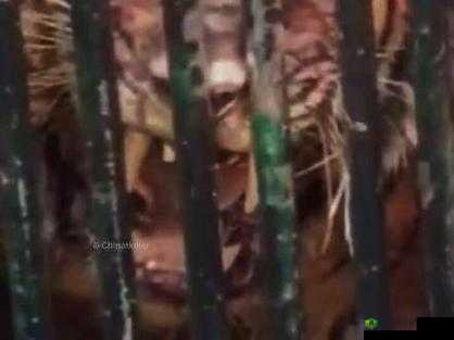 神秘恐怖女孩的隐匿攻击究竟隐藏着怎样令人毛骨悚然的秘密