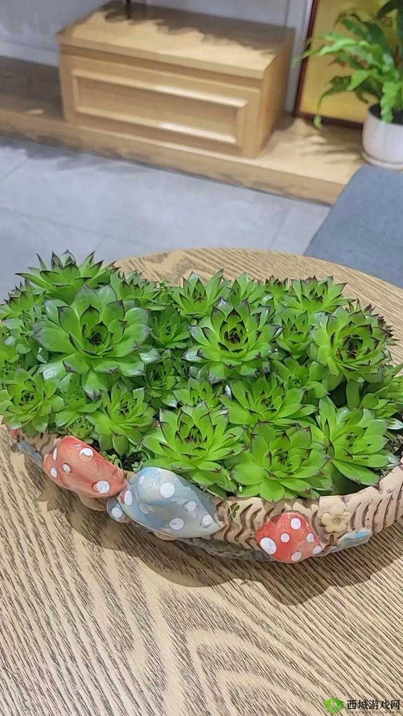 肉观音莲：清新萌肉的魅力植物