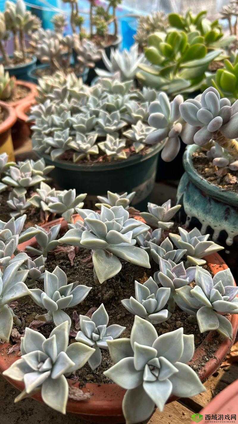 1V3 多肉玉娇香 HHHH 口术精彩现场