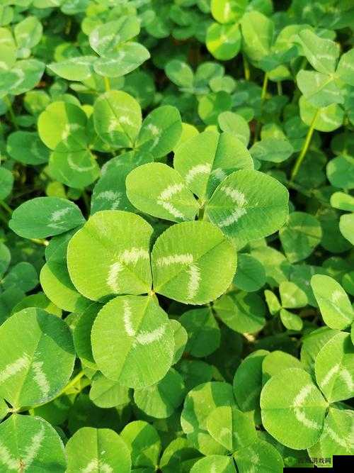 三叶草 gy3876：独特魅力的展现