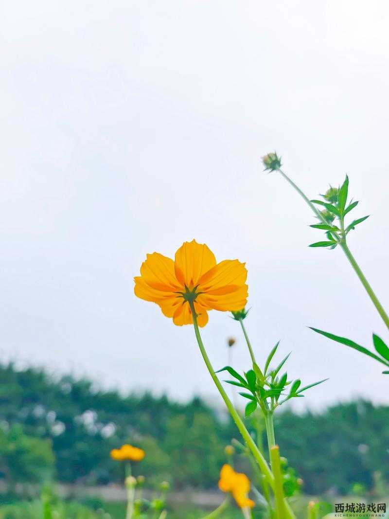 野花韩国视频观看免费高清版：精彩内容呈现