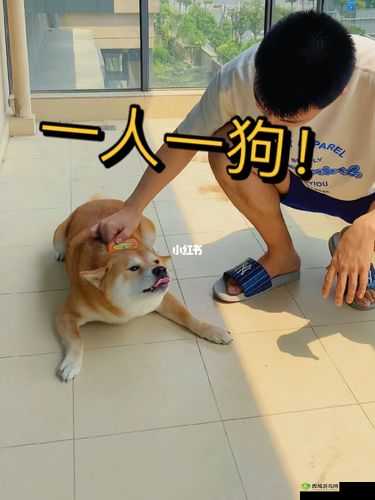 一人一狗卡六个小时游戏：趣味体验