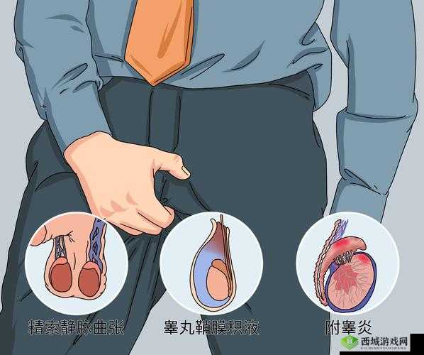 正常生理反应：快射精时睾丸为何升高