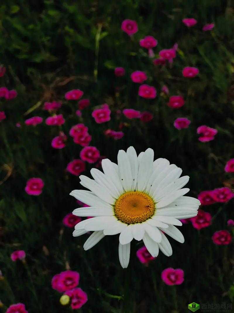 野花韩国日本 HD 免费完整资源大赏