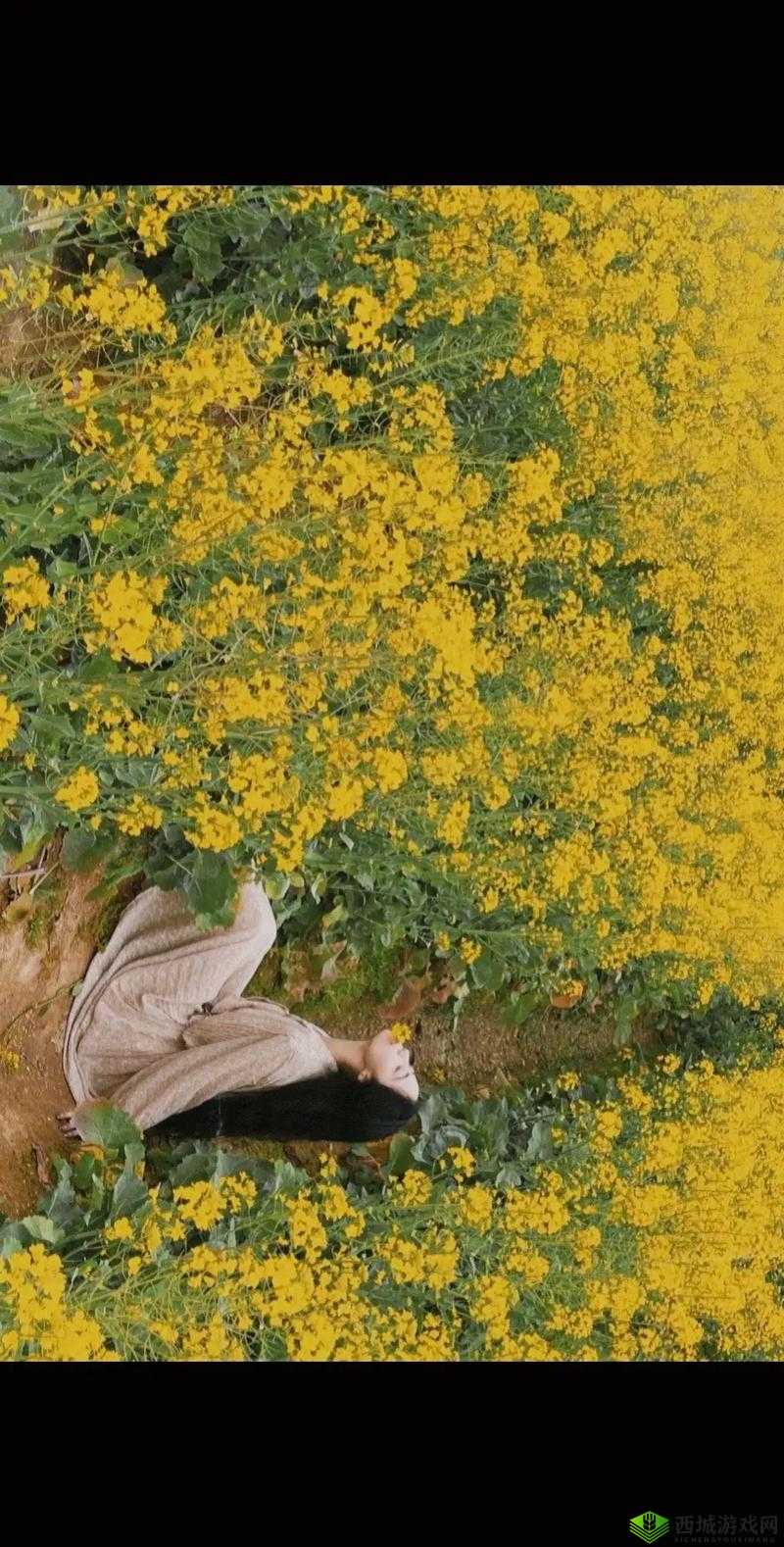 野花在线观看免费观看手机:最新影视资源