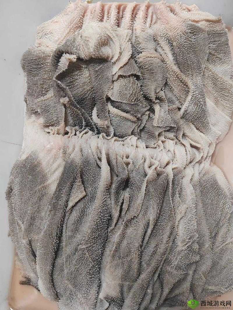 牛百叶是牛的什么部位：探寻其独特之处