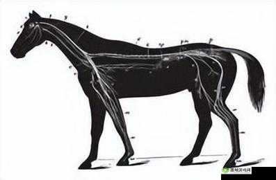 人马畜禽人：动物与人的奇妙关联