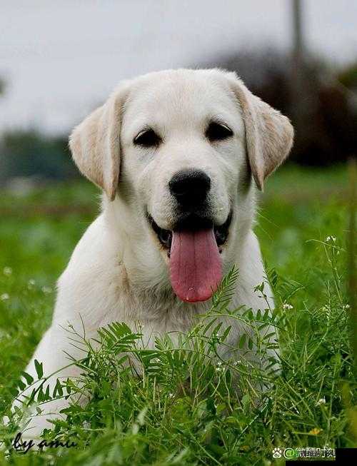 欧美最新狗人交照片：人性与动物的交织