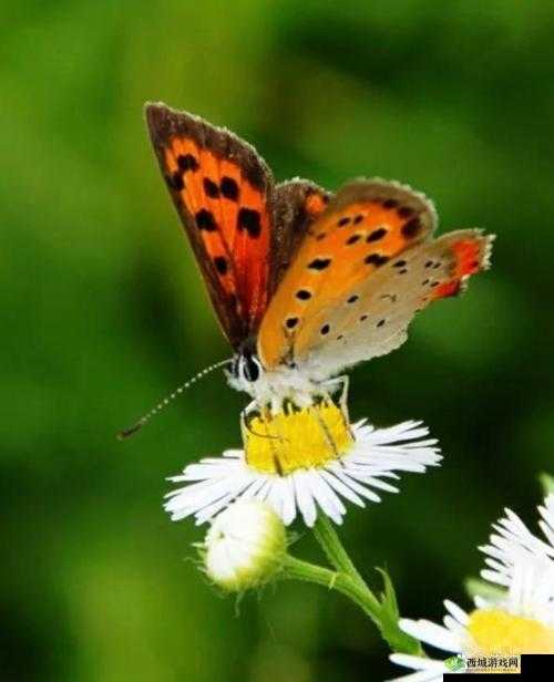 翩翩起舞花丛间的蝴蝶仙子：召唤兽之美的极致展现