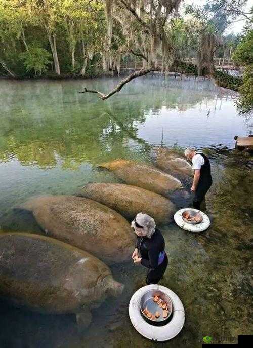 中国 XXXXXL19 免费视频：巨物爱好者的终极享受