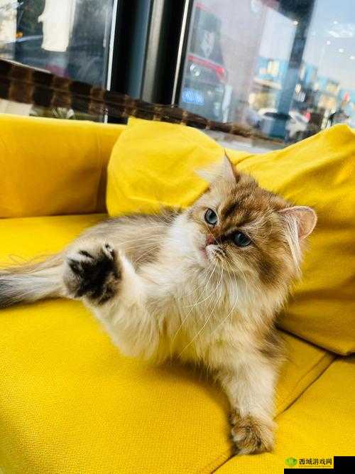 女性大荫蒂荫道多毛茸茸:性魅力的自然表现