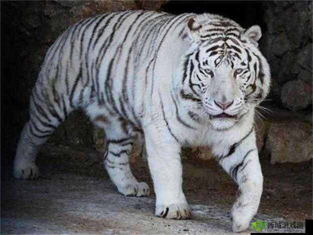 美血白虎：珍贵而独特的动物