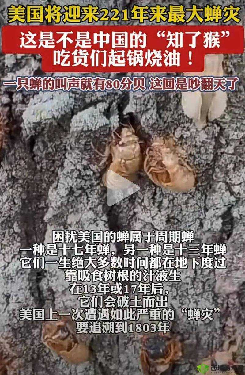 粗暴交 videos 乱叫美国：令人震惊的行为