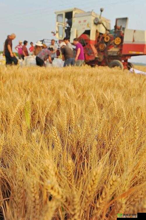 韩国朋友家的麦子：丰收的喜悦与希望