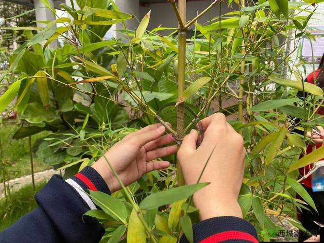 SSIS-481 无码破解五感刺激 mirulaji8 精彩呈现