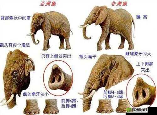 大象黄片相关内容不宜宣扬和传播