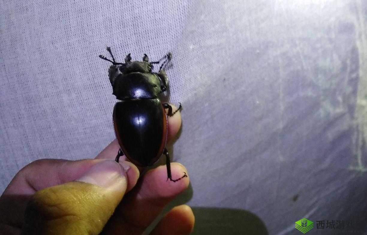 艳母肥：独特的别样存在