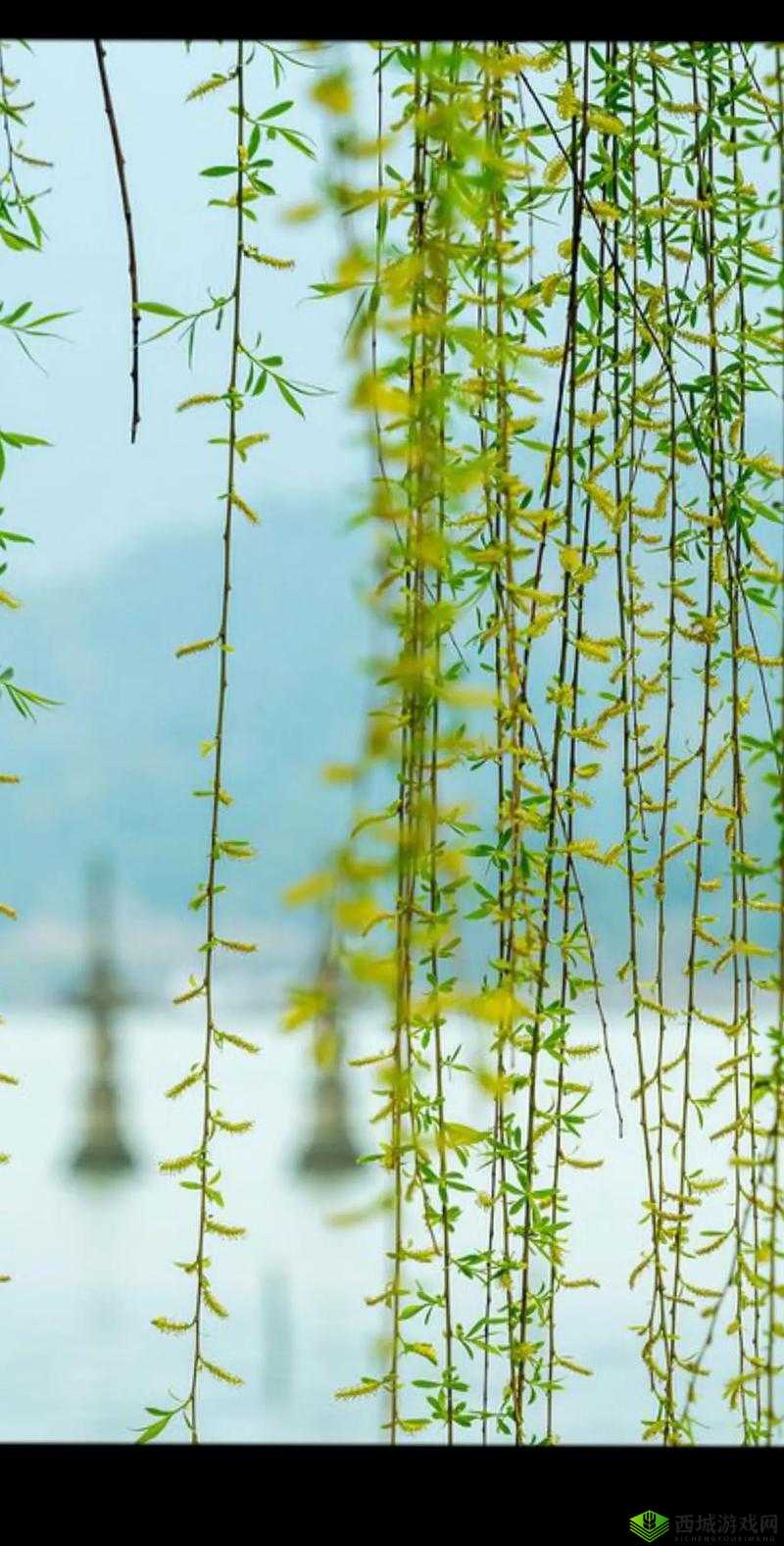 春动莲房：春景中的诗意之美