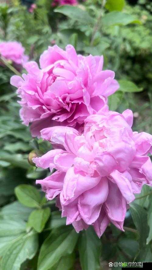 老色女网：独特视角看世界