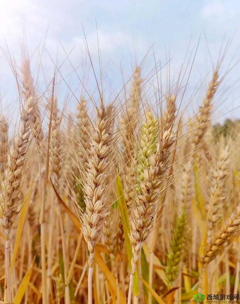 韩国朋友家的麦子：金黄的希望与收获