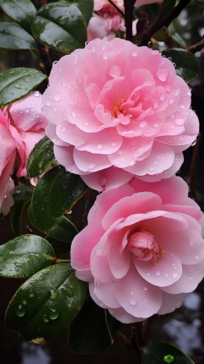 国产精品摘花：花之精品，国产魅力