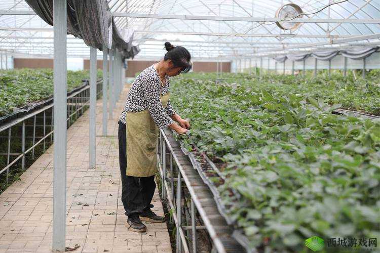 成都香蕉草莓科技有限公司:创新引领科技发展