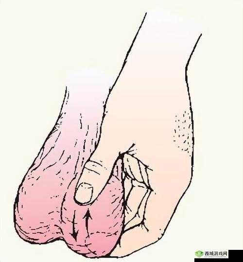 男人两晚不射精睾丸会变硬吗:这是真的吗