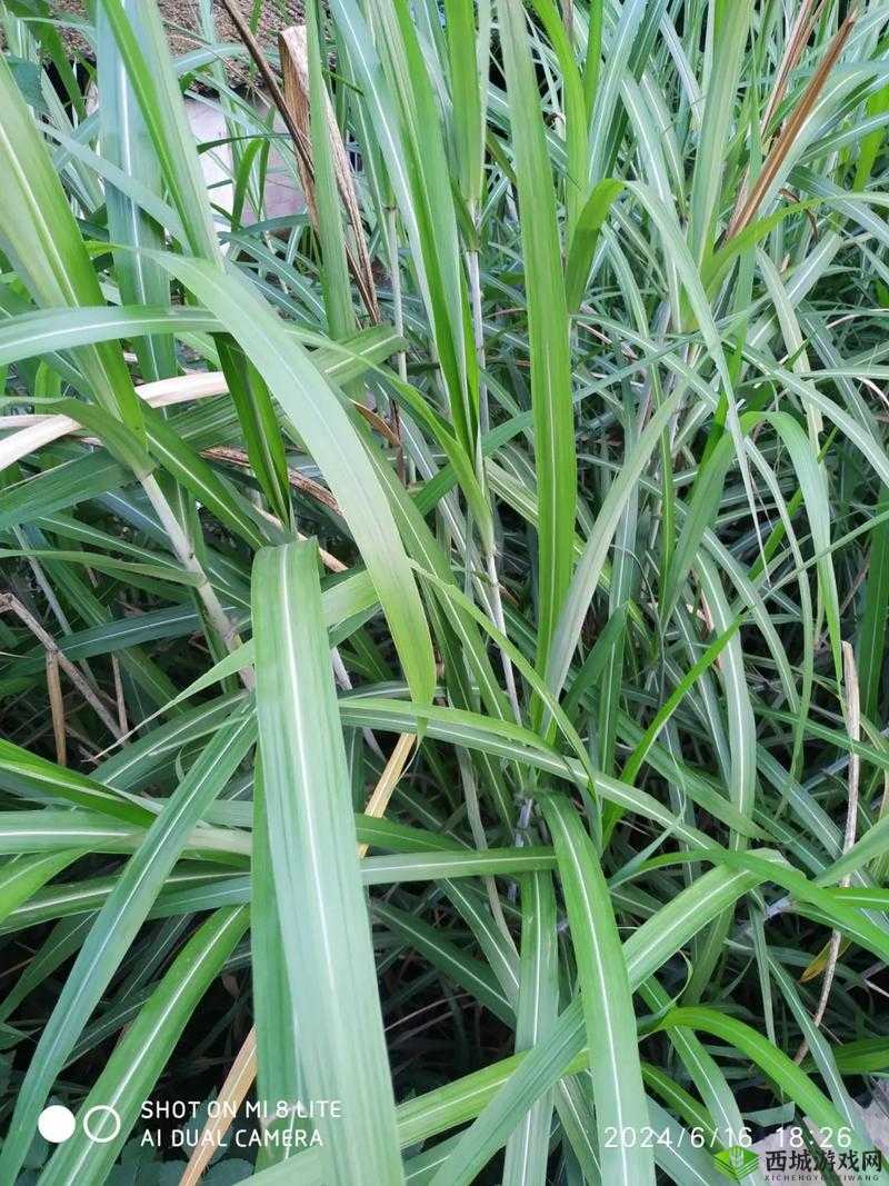 一杆大枪草全家:真是令人震惊