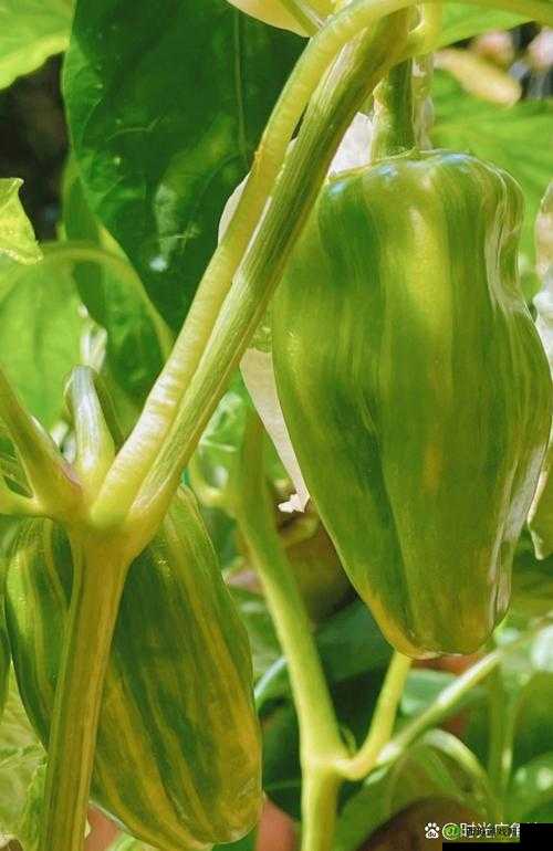 大香蕉煮小辣椒：口感丰富的创新菜肴