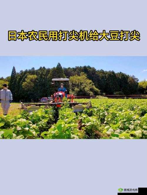 仙踪林日本大豆行情网：相关信息介绍