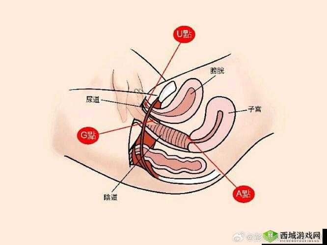 老太 BBwwBBww 高潮水多：令人惊叹的私密时刻