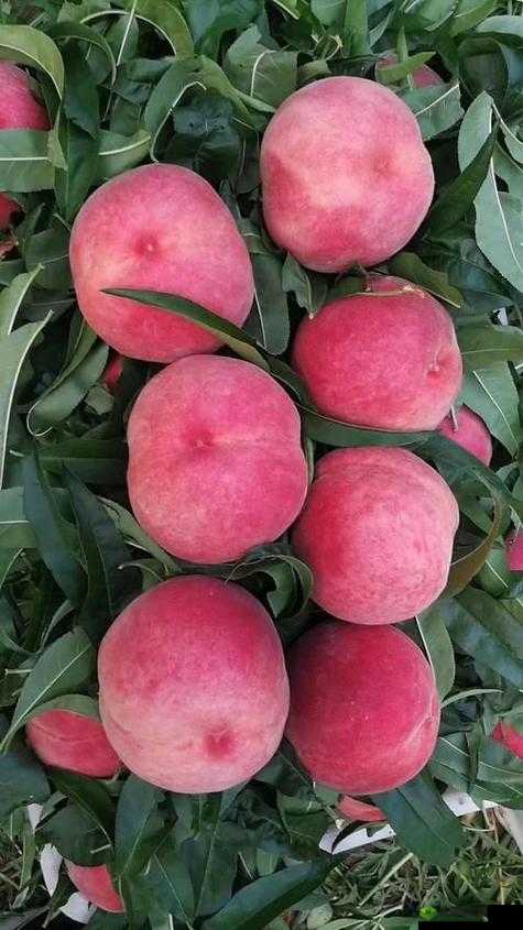 水蜜桃 8848:香甜多汁的美味佳果