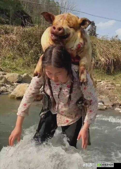 人 or 猪 or 狗已彻底下架老用户:往事只能回味