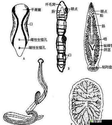 方舟生存进化:水蛭治疗全攻略解析