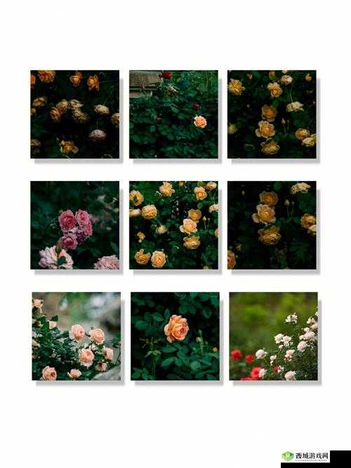 一级调色二级调色三级调色054 宣布加入野草资源:新征程开启