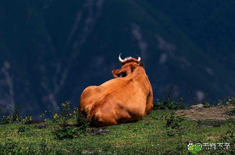 《战争放养流策略解析:放养玩法的定义与地图推荐》