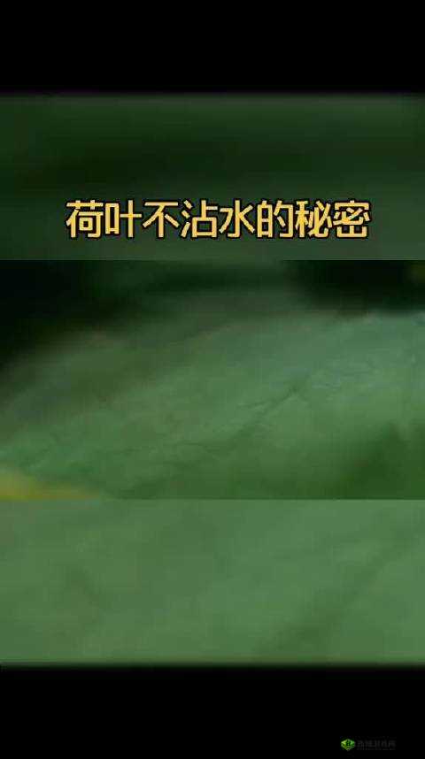 粘稠液体大量流出:揭示背后的秘密