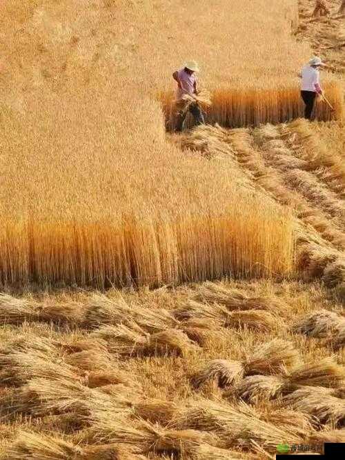 麦子地里的故事:躁动青春的别样演绎