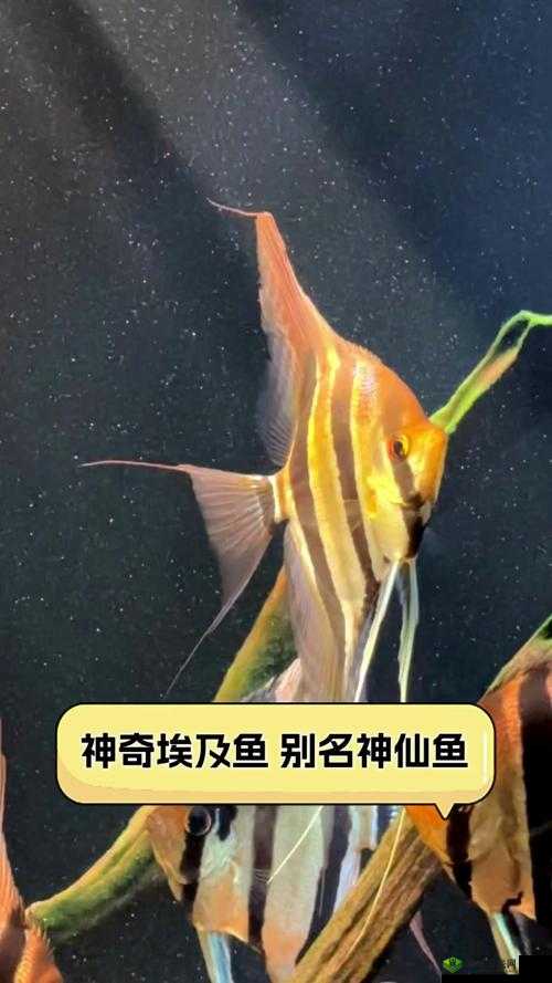 桃源记,神秘鱼的奇妙世界与作用探索