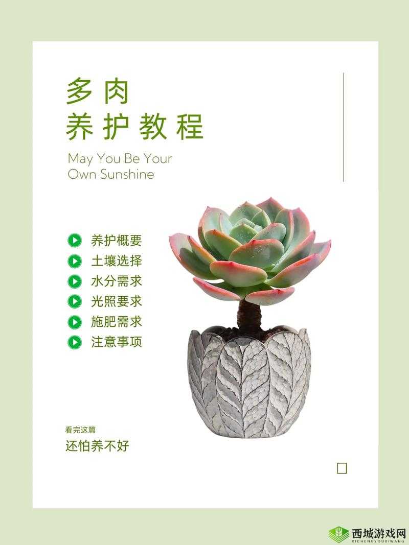 皇家共享小公主多肉养护技巧:打造精致多肉花园的指南