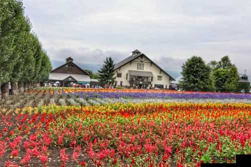 野花日本大全免费观看中文 7:畅享异国风情的精彩之旅