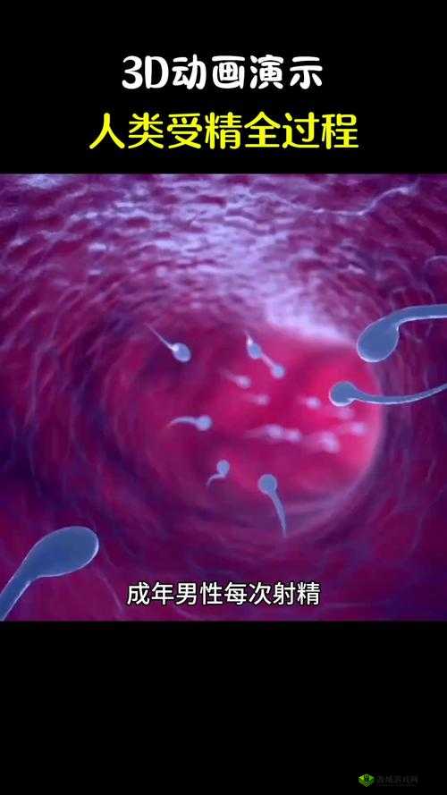 WINDOWSCHANNEL 孕妇 3D:探索生命的奇迹