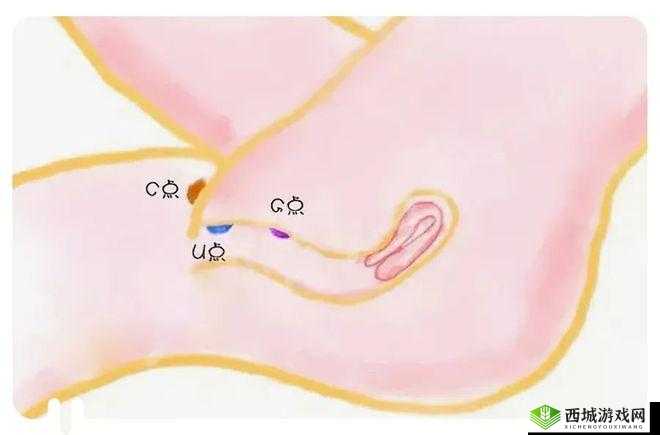 无码黄色 B 片:探索极致感官刺激的私密世界
