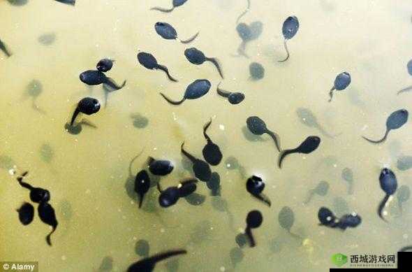 久久蝌蚪窝：探索未知的神秘世界