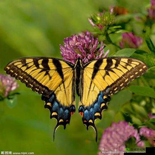 花蝴蝶 WWW 在线：探寻奇妙的网络世界之旅