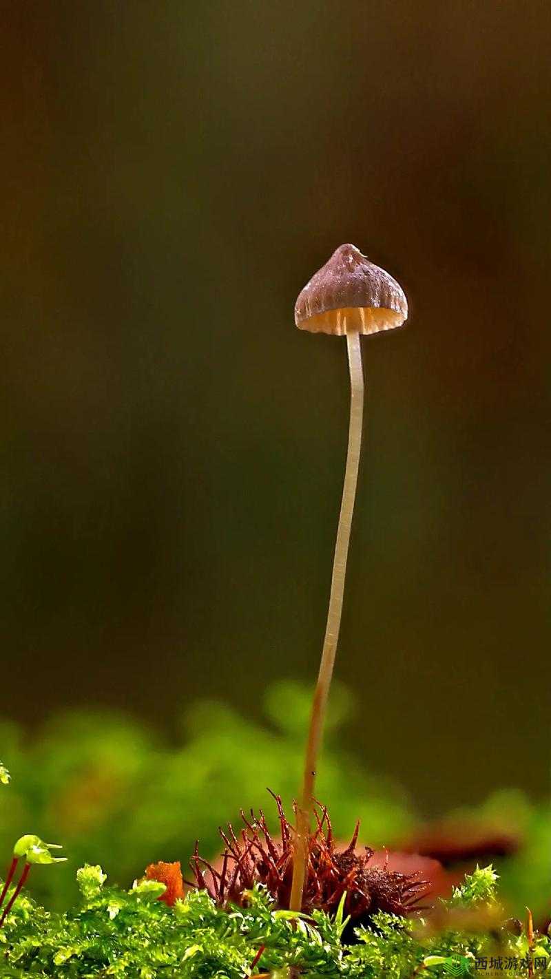 蘑菇视频红色 logo 纯黑色背景下的精彩呈现